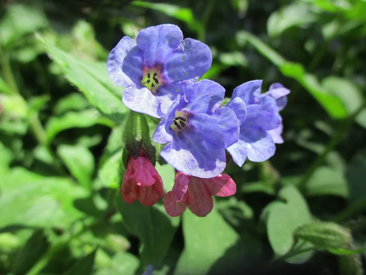 Mai multe flori de plămânărică pe aceeași tulpină: câteva albastre-violete, deschise, și câteva roșii, mai tinere, între frunze verzi