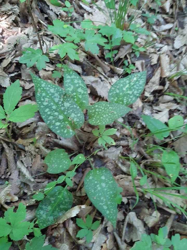 Frunze de plămânărică cu pete albe, pe un sol de pădure acoperit cu frunze uscate