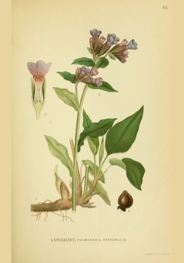 Planșă botanică veche, colorată, cu plămânărică: tulpină înflorită, rizom, o secțiune prin floare și un fruct