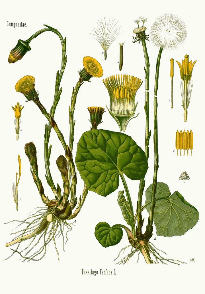 Planșă botanică veche cu podbal: tulpini cu solzi și capitule galbene, fructe cu puf, frunze mari, rotunde, și rizomul