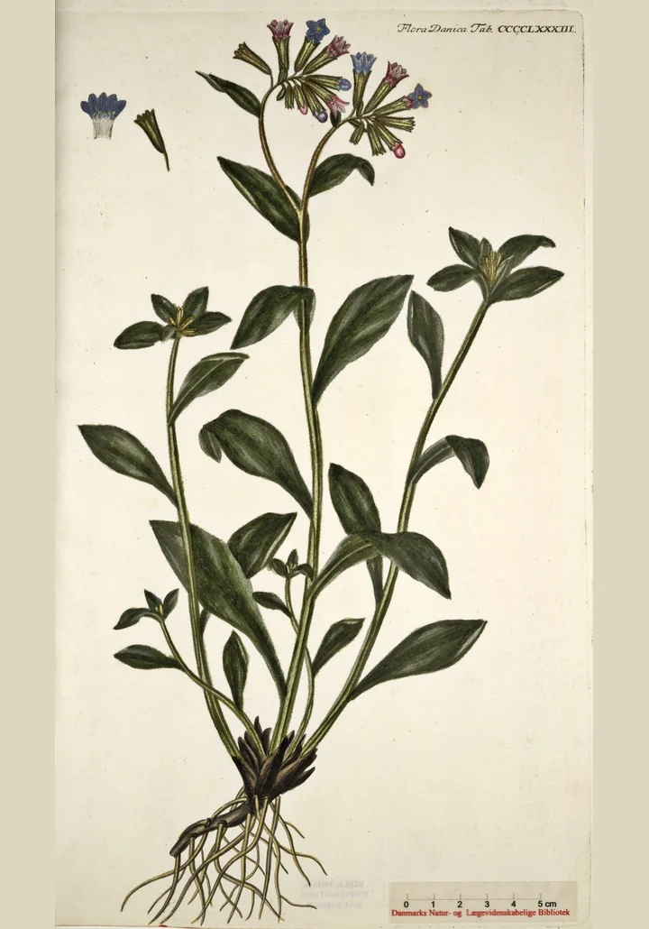 Planșă botanică veche cu Pulmonaria obscura: tulpini cu frunze înguste, fără pete, și flori albastre-violete în vârf