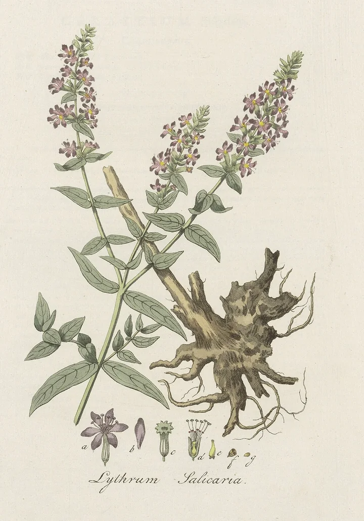 Planșă botanică veche, colorată, cu un răchitan: tulpini cu spice de flori purpurii, o rădăcină groasă, lemnoasă, și detalii ale florii și ale fructului