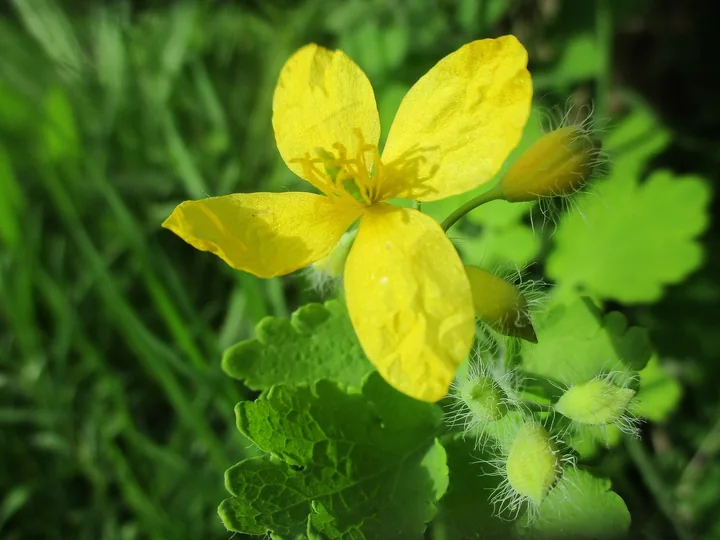 Floare de rostopască cu patru petale galbene, stamine numeroase și muguri acoperiți cu peri fini, pe un fundal de frunze verzi
