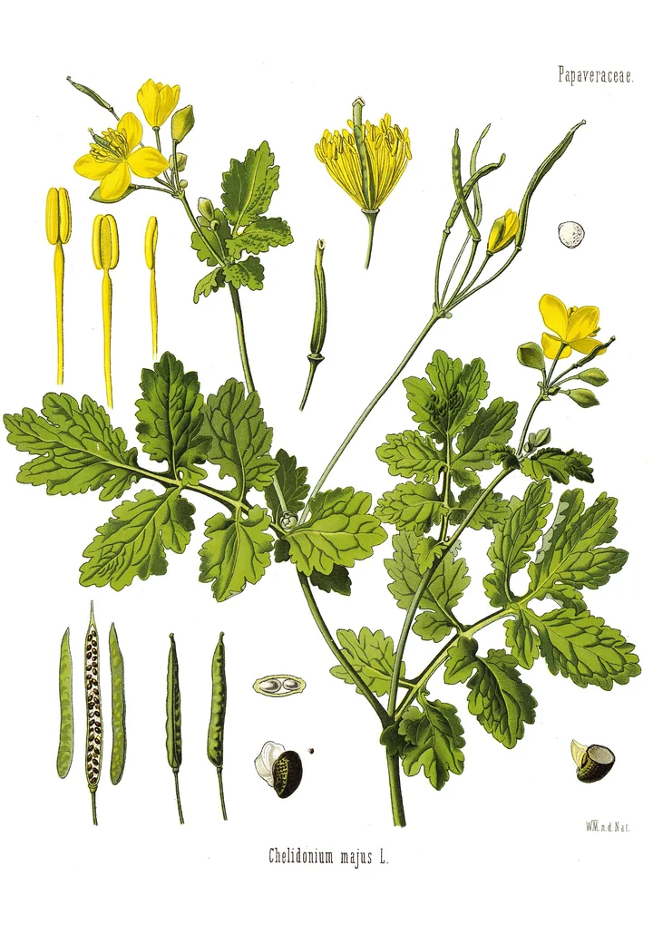 Planșă botanică colorată cu o ramură de rostopască cu flori galbene, stamine, capsule și semințe desenate separat
