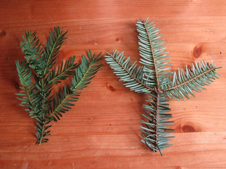 Două ramuri puse pe o masă de lemn: în stânga tisă, cu ace verde-închis, în dreapta brad alb, cu ace mai deschise, albăstrui