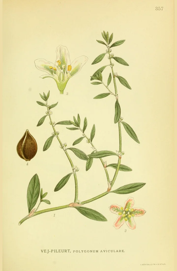 Planșă botanică veche, colorată, cu o tulpină de troscot, florile deschise și fructul brun, cu inscripția Vej-pileurt, Polygonum aviculare
