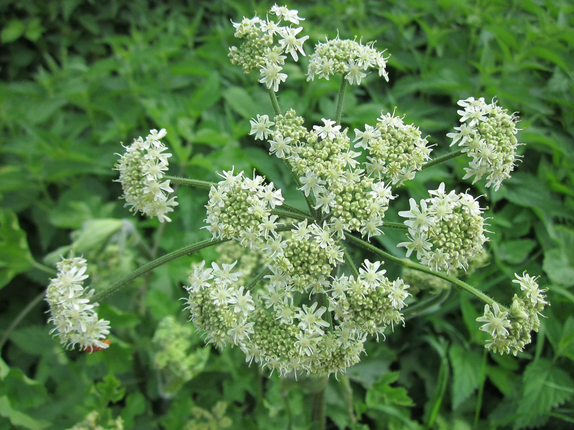 Brânca ursului (Heracleum sphondylium)