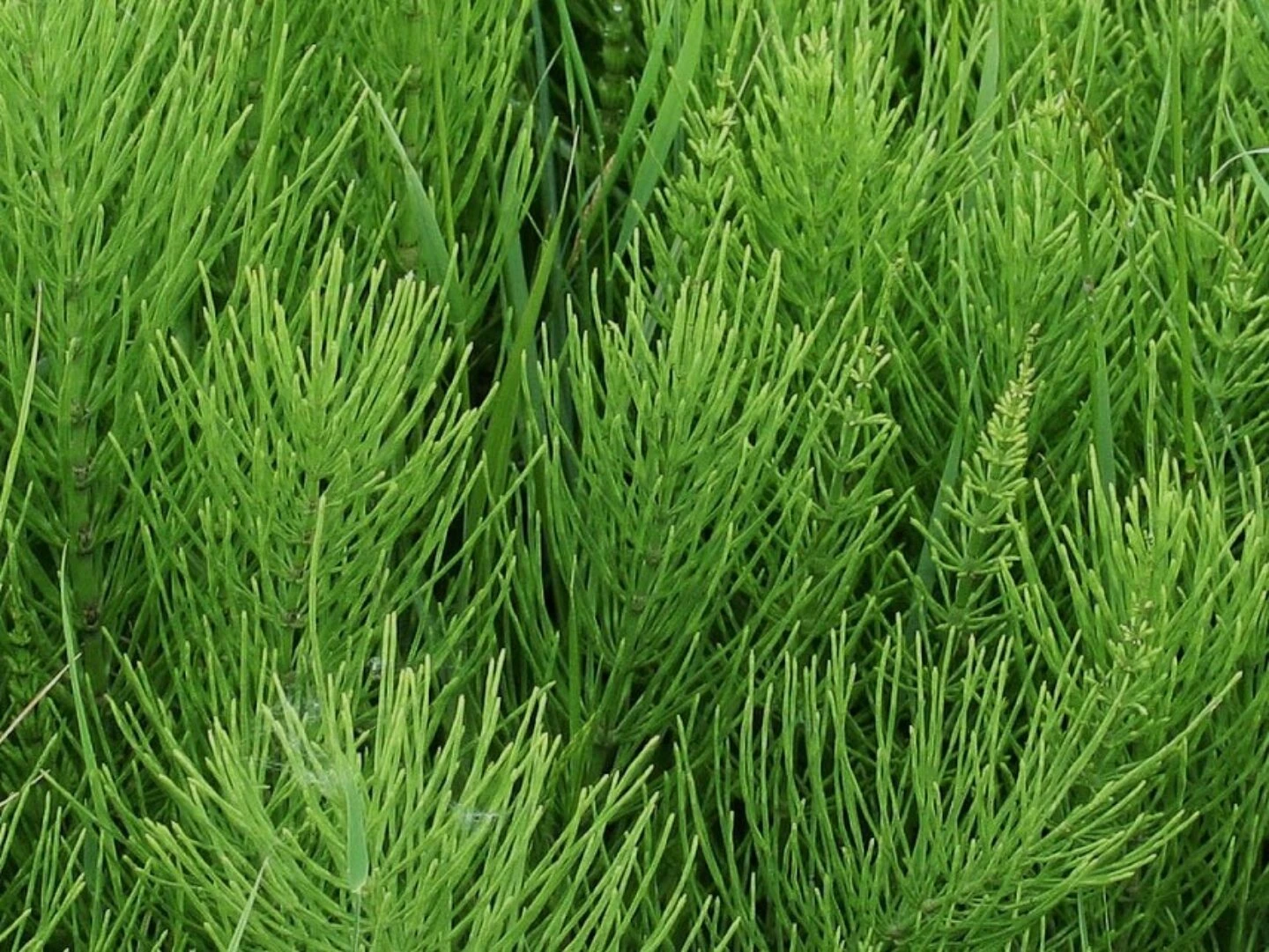 Coada calului (Equisetum arvense)
