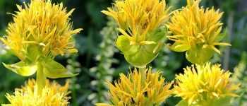Ghințură galbenă (Gentiana lutea), plantă medicinală cu rădăcina sa lungă și foarte groasă este utilizată în farmacie, datorită proprietăților sale digestive și tonice.