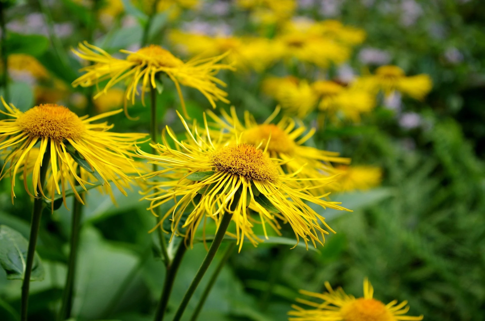 Iarbă mare (Inula helenium)