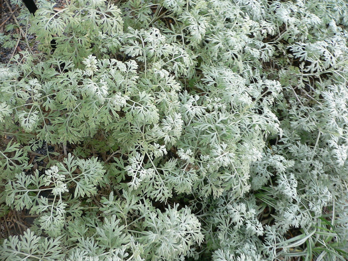 Pelin (Artemisia absinthium)