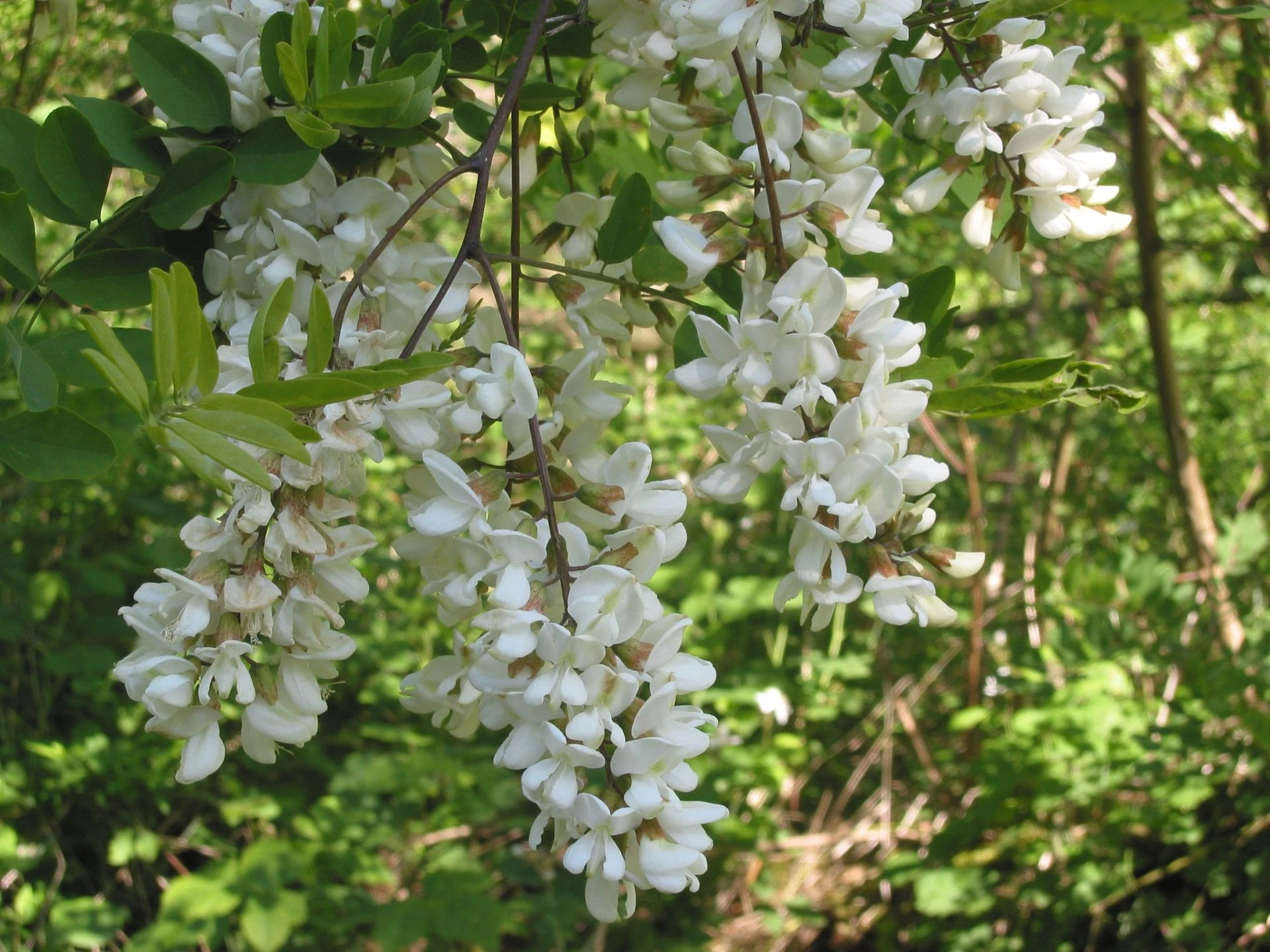 Salcâm (Robinia pseudoacacia), arbore spinos cu coroana mare şi rară, înalt de până la 30 m.