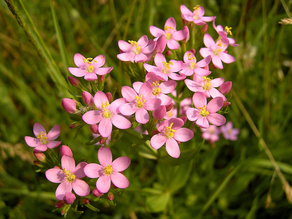 Țintaură (Centarium umbellatum)