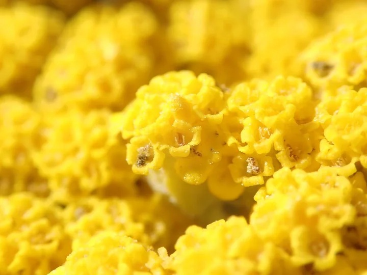 Capitule mici, galbene, de Achillea filipendulina, văzute de aproape