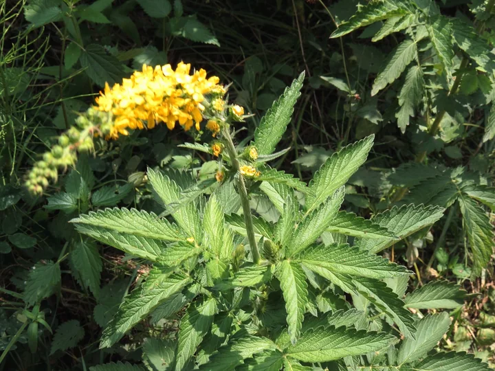 Agrimonia procera cu un spic de flori galbene și frunze mari, ascuțite, într-o pădure