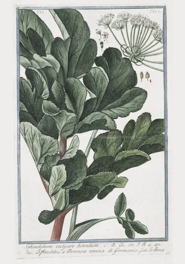 Planșă veche, colorată de mână, cu frunze late, verde-închis, și o umbelă fină, sub titlul Sphondylium vulgare hirsutum și numele italian Branca ursina di Germania