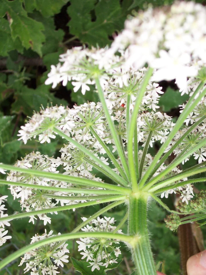 Umbelă de brânca-ursului văzută de jos, cu raze lungi, păroase, care pornesc dintr-un singur punct, și flori mici, albe