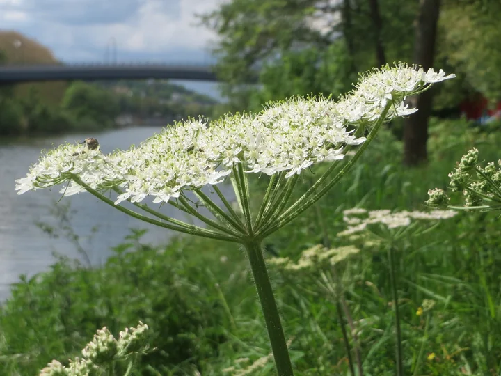 Umbelă de brânca-ursului cu flori albe, pe malul unui râu, cu petalele florilor de la margine mai mari