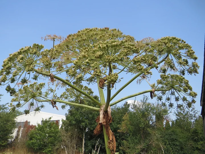 Umbelă uriașă de brânca-ursului uriașă, cu multe raze și fructe verzi, deasupra unor tufișuri și a unei clădiri