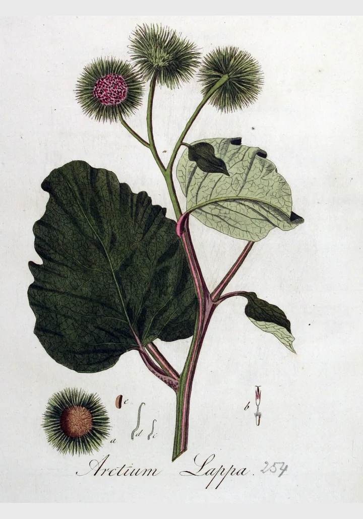 Planșă botanică veche, colorată, cu o tulpină de brusture, cu o frunză mare, capitule globuloase și detalii ale florii