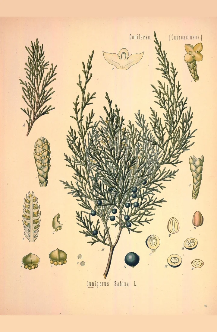 Planșă botanică veche, colorată, cu Juniperus sabina: ramuri cu frunze mici, solzoase, lipite de ramură, fructe albastre și detalii ale florilor
