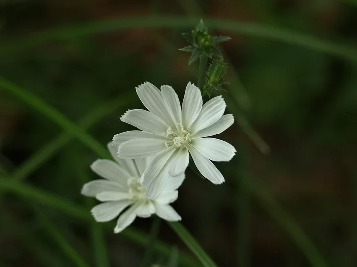 Două flori albe de cicoare, cu petalele franjurate la vârf, pe un fundal întunecat de iarbă
