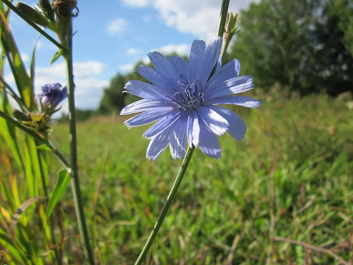 Floare albastră de cicoare, cu marginea petalelor franjurată, pe o tulpină subțire, într-o pajiște