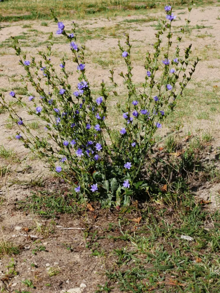 Plantă de cicoare înflorită, cu tulpini ramificate și flori albastre, pe un teren nisipos, cu o rozetă de frunze la bază