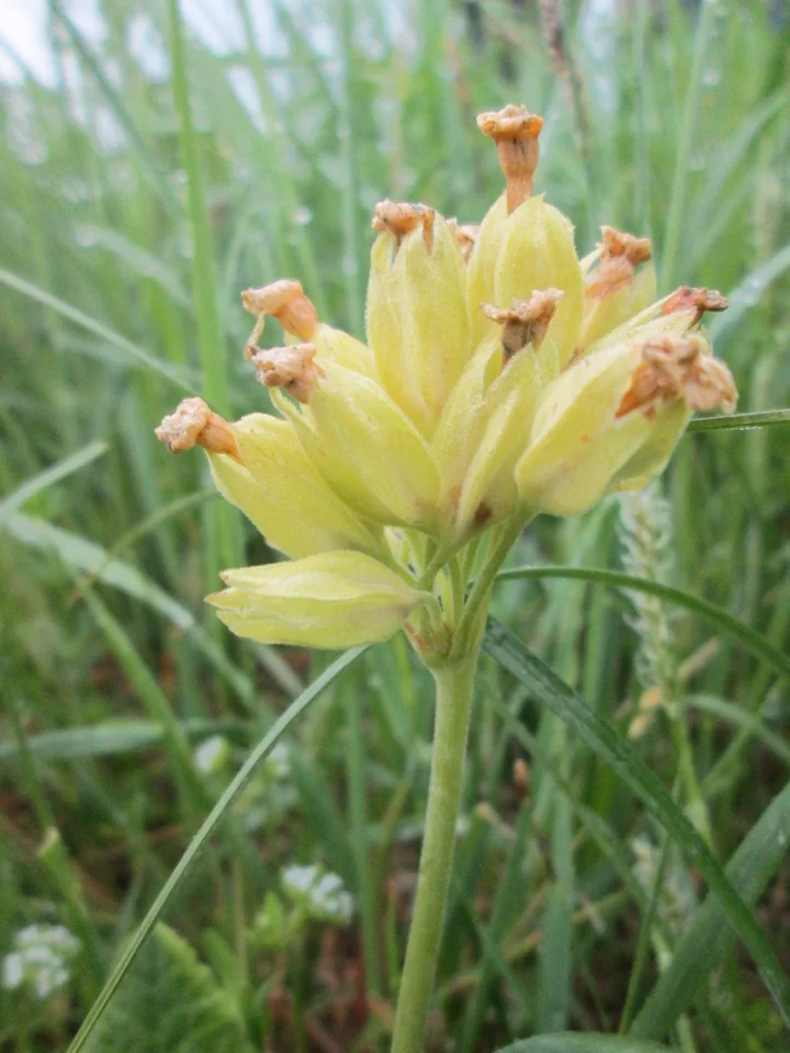 Inflorescență de ciuboțica-cucului după înflorire, cu caliciile umflate, galbene-verzui, și cu petalele uscate, brune, în vârf