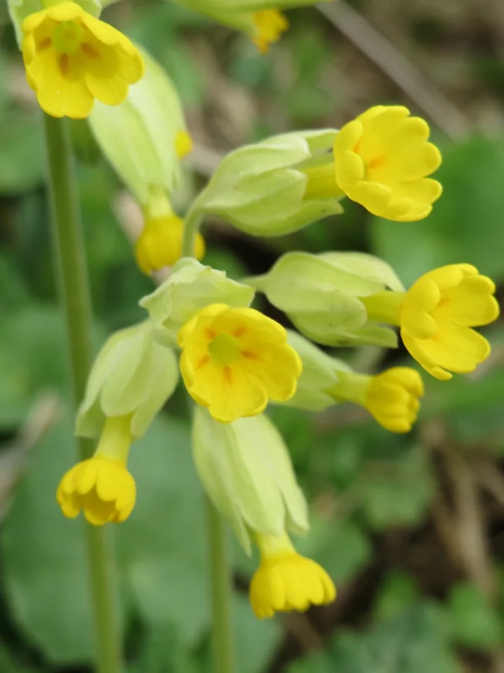 Flori galbene de ciuboțica-cucului, cu pete portocalii la baza petalelor, într-un buchet cu caliciu verzui, umflat