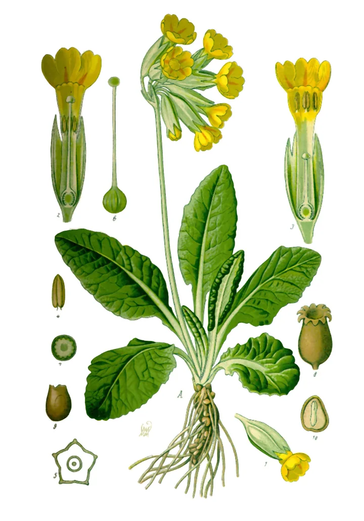 Planșă botanică colorată cu ciuboțica-cucului: rozeta de frunze, rădăcina, buchetul de flori galbene, florile tăiate pe lungime și fructul