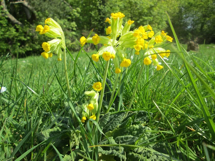 Plantă de ciuboțica-cucului în iarbă, cu rozetă de frunze la bază și tulpini înalte care poartă buchete de flori galbene