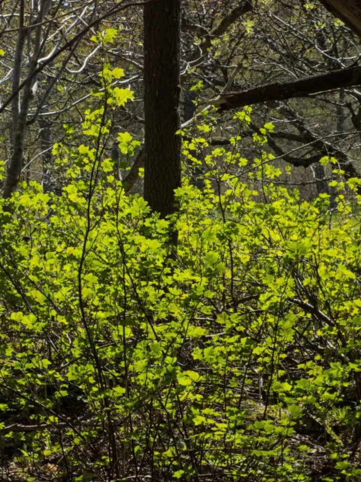 Frunze de coacăz negru, verde-gălbui, luminate de soare, între ramuri subțiri, într-o pădure din Suedia