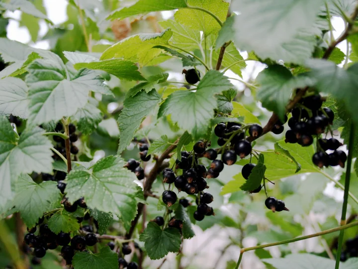 Ramură de coacăz negru cu frunze lobate, zimțate, și ciorchini de boabe negre, lucioase