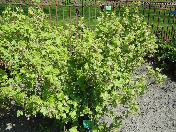 Tufă deasă de coacăz negru într-o grădină botanică, cu frunze verde-deschis, în fața unui gard