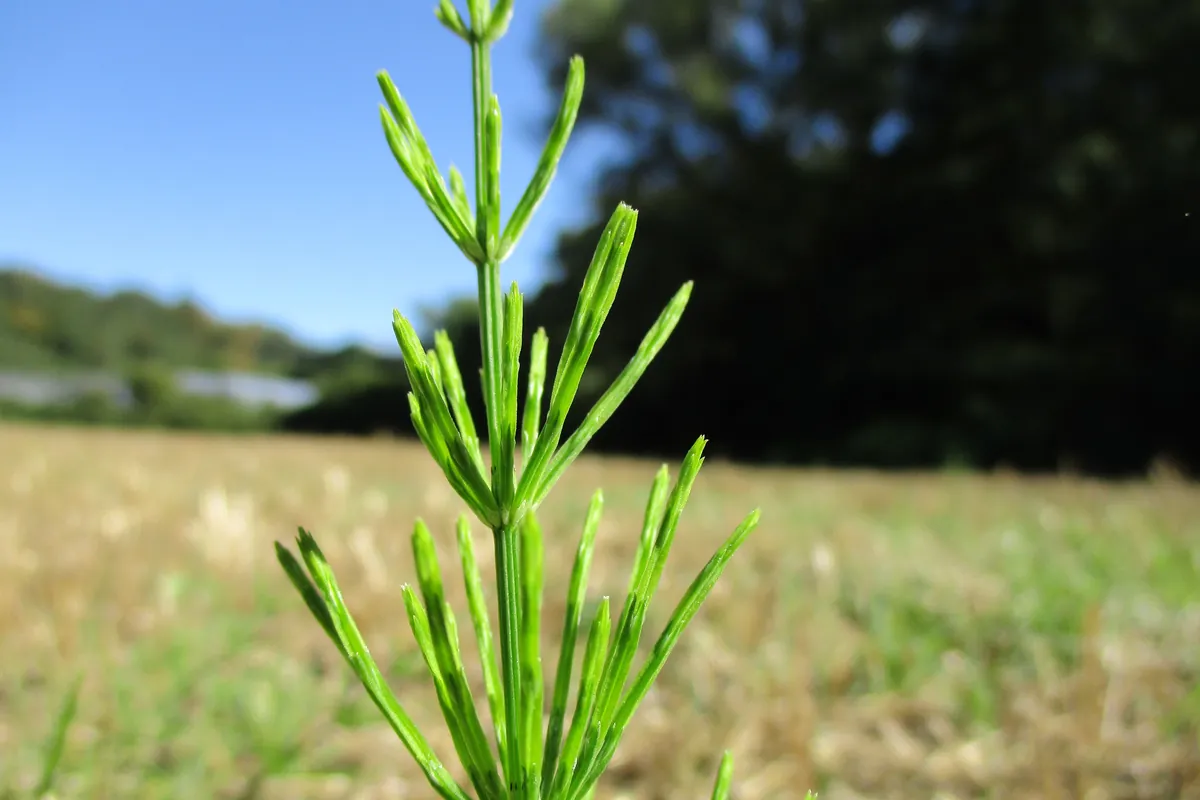 Tulpină verde de coada-calului (Equisetum arvense), cu ramuri subțiri în verticile, pe un câmp, sub cer senin