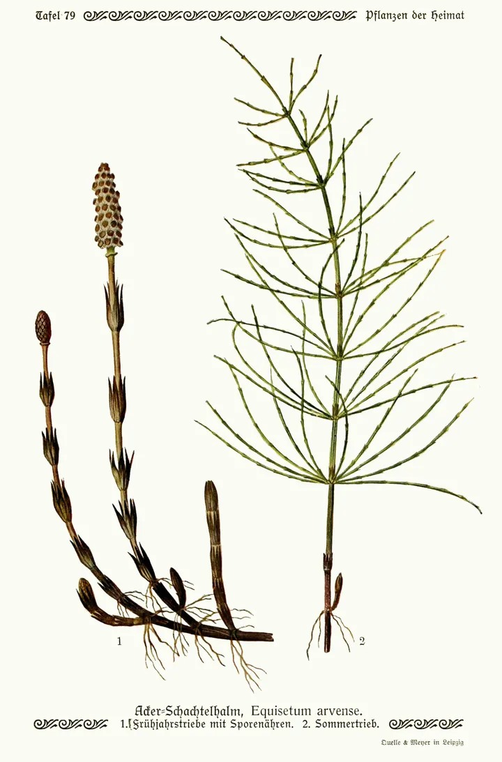 Planșă botanică veche cu coada-calului: tulpini brune de primăvară cu conuri și o tulpină verde, ramificată, de vară