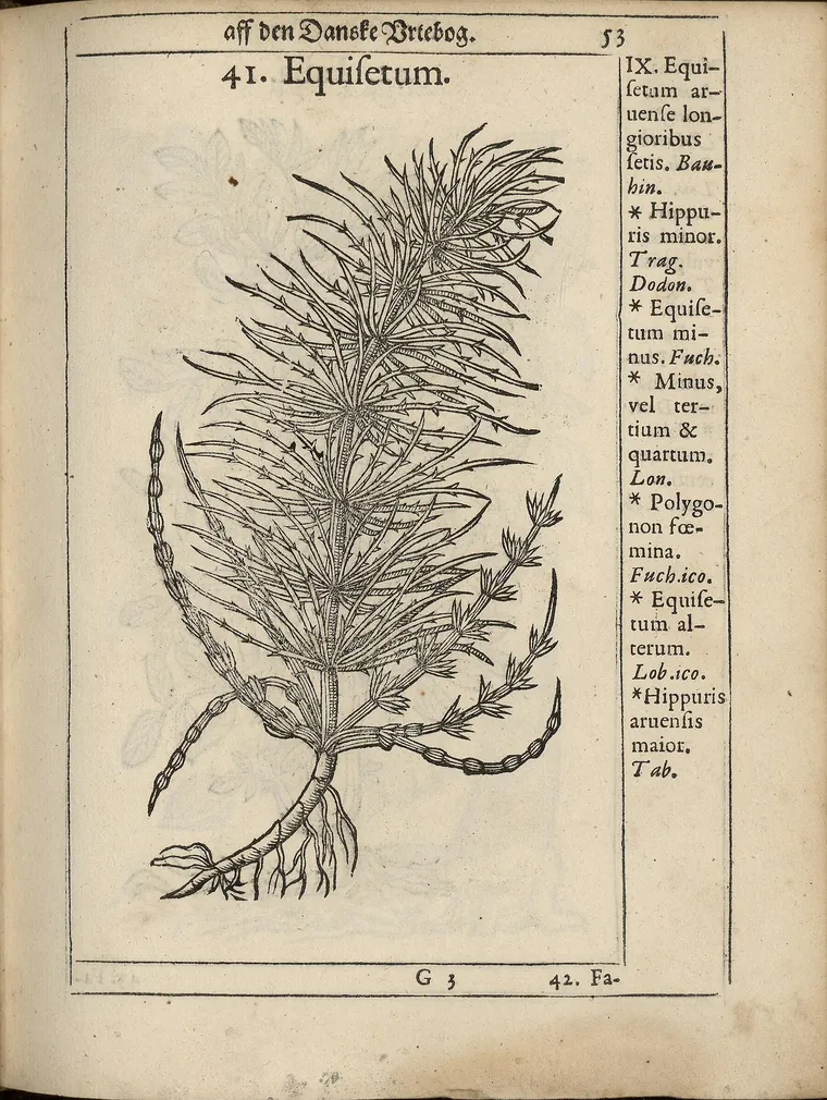 Pagină dintr-o carte de plante din 1648, cu o gravură în lemn a cozii-calului și numele ei latinești pe margine
