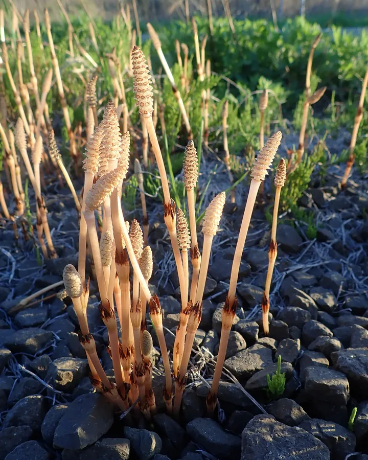 Tulpini fertile de coada-calului, brune-gălbui, cu conuri de spori în vârf, răsărite primăvara printre pietre