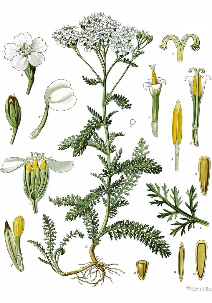 Planșă botanică veche, colorată, cu o plantă întreagă de coada-șoricelului și detalii mărite ale florii, ale staminelor și ale fructului