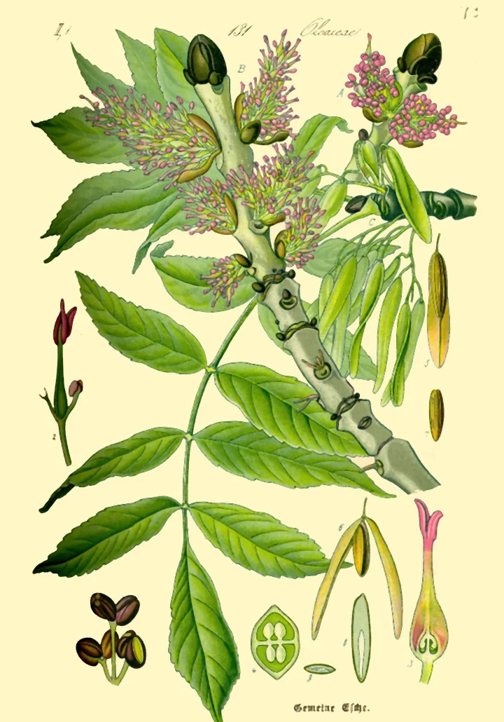 Planșă botanică veche, colorată, cu o creangă înflorită de frasin, frunze, flori și fructe, și inscripția Gemeine Esche