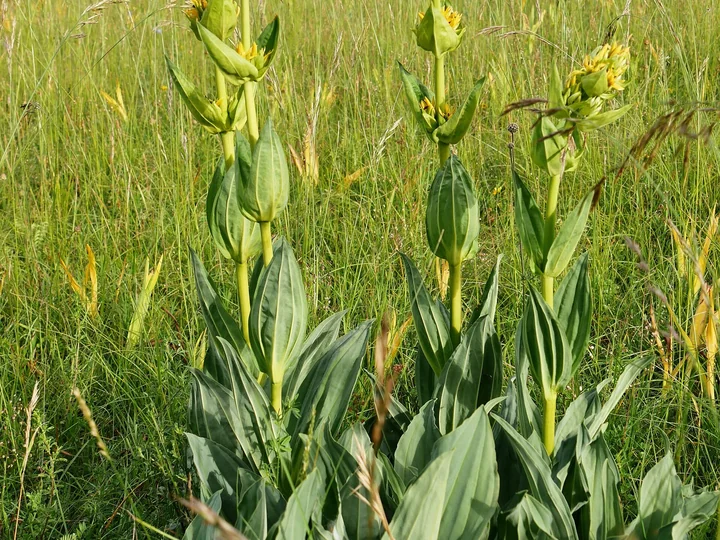Plante de gențiană galbenă pe o pajiște, cu frunze late, albăstrui-verzui, așezate față în față pe tulpină, și buchete de flori galbene în vârf