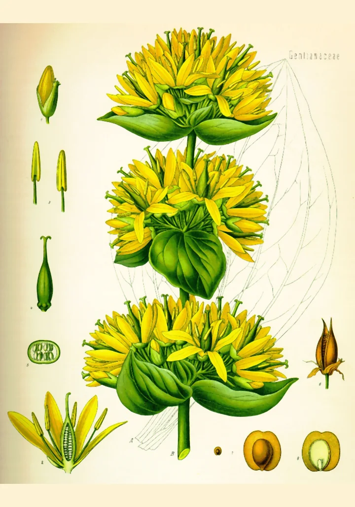 Planșă botanică veche, colorată, cu trei buchete de flori galbene de gențiană galbenă, așezate unul sub altul pe o tulpină, și detalii ale florii și fructului