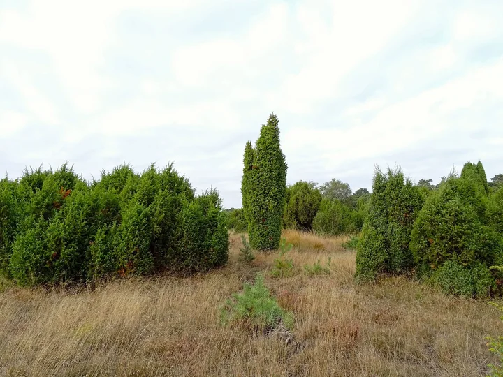 Tufe dese de ienupăr pe un teren deschis, cu iarbă uscată; una dintre ele e înaltă și îngustă, ca o coloană