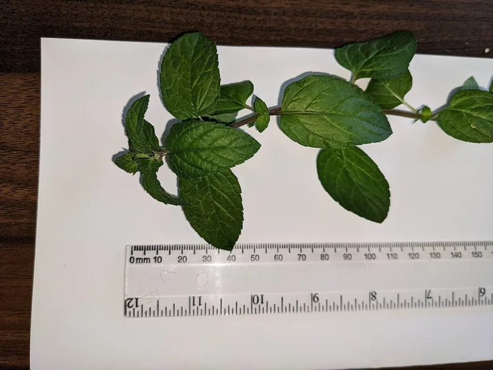 Creangă de mentă cu frunze verde-închis, ovale, cu marginea dințată, așezată pe hârtie albă lângă o riglă
