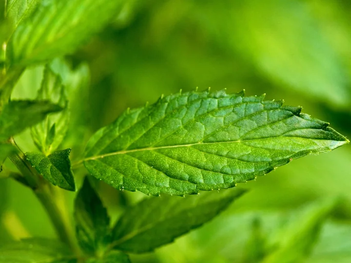Frunză de mentă văzută de aproape, verde, cu marginea dințată și vârful ascuțit, printre alte frunze