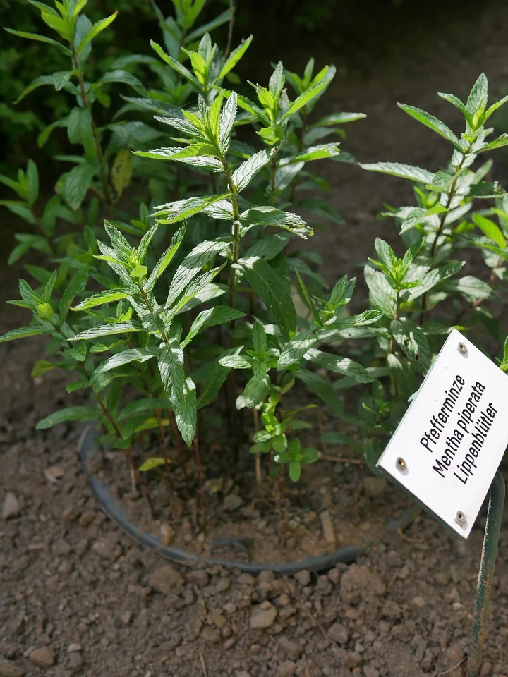 Tufă de mentă piperată cu frunze înguste, într-o grădină de plante, lângă o etichetă pe care scrie Pfefferminze