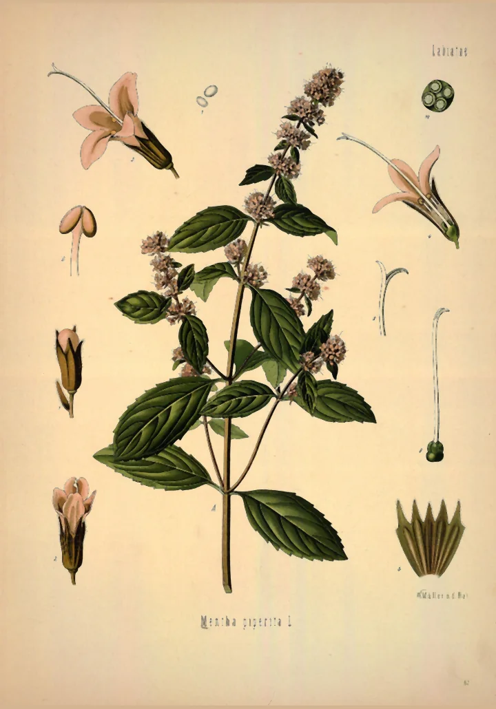 Planșă botanică veche, colorată, cu o tulpină de mentă înflorită, cu spice de flori mici, și cu florile și părțile lor desenate separat