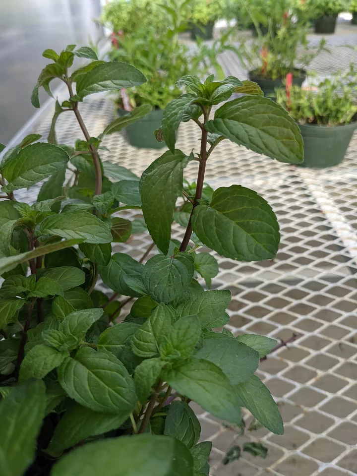 Plantă de mentă într-un ghiveci, cu tulpini roșiatice și frunze verde-închis, ovale, dințate