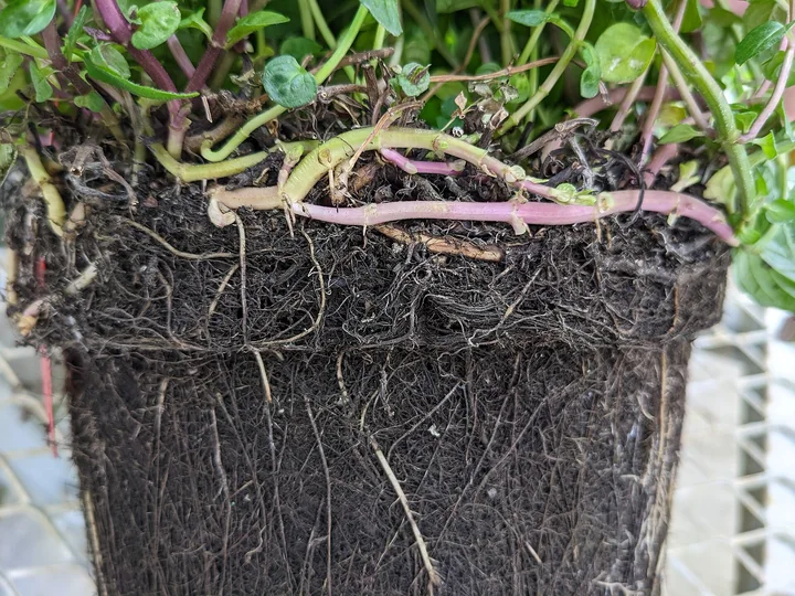 Rizomi roz-purpurii și verzui ai unei plante de mentă, la marginea unui ghiveci cu pământ
